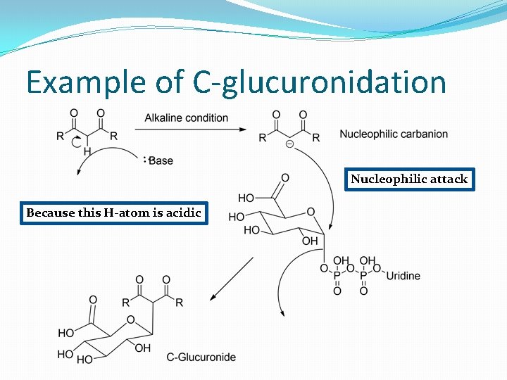 Example of C-glucuronidation Nucleophilic attack Because this H-atom is acidic 