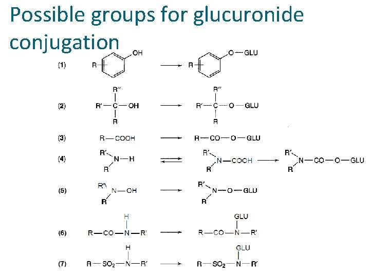 Possible groups for glucuronide conjugation 
