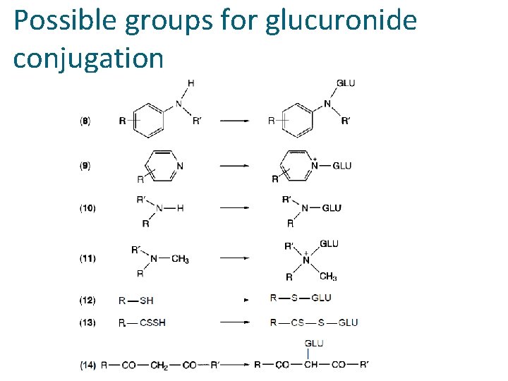 Possible groups for glucuronide conjugation 