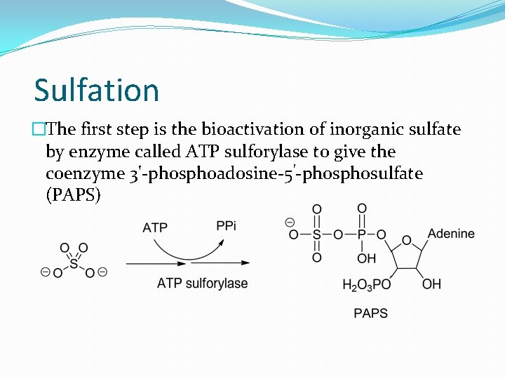 Sulfation �The first step is the bioactivation of inorganic sulfate by enzyme called ATP