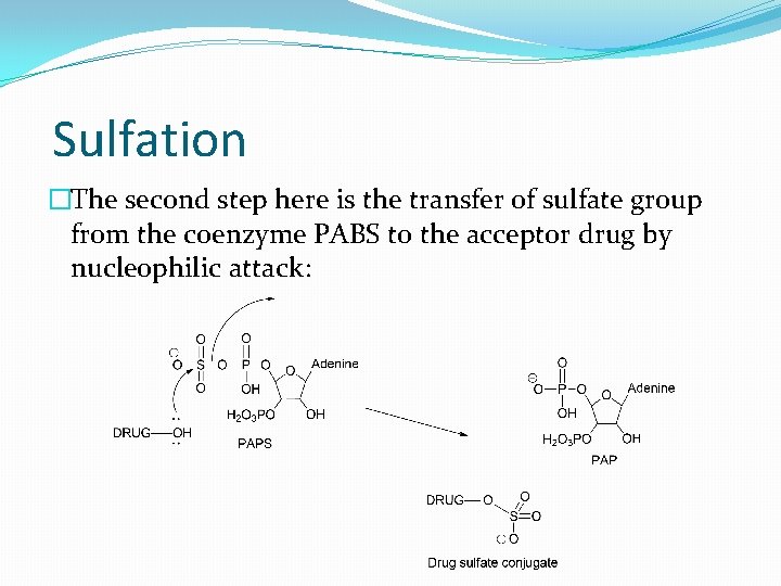 Sulfation �The second step here is the transfer of sulfate group from the coenzyme