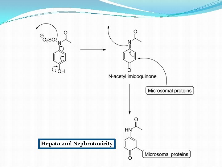 Hepato and Nephrotoxicity 