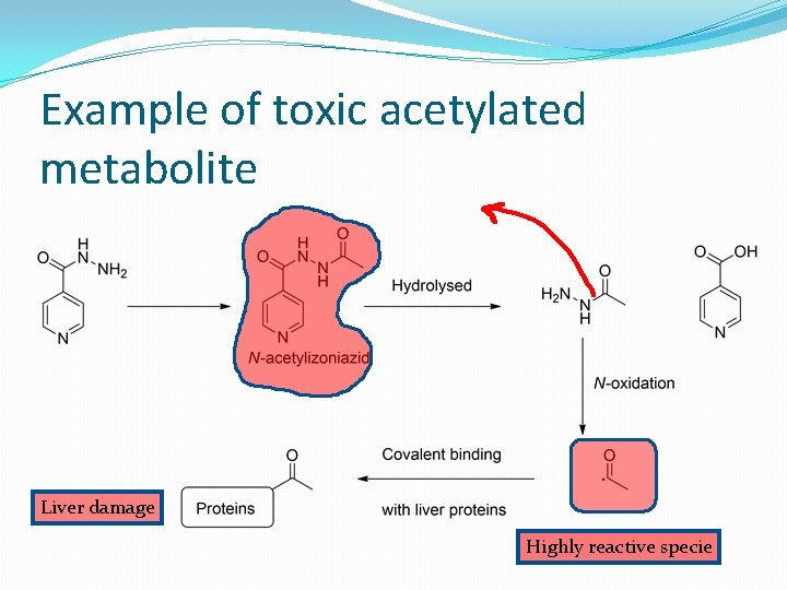 Example of toxic acetylated metabolite Liver damage Highly reactive specie 