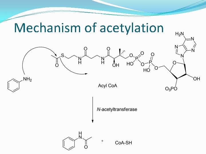 Mechanism of acetylation 