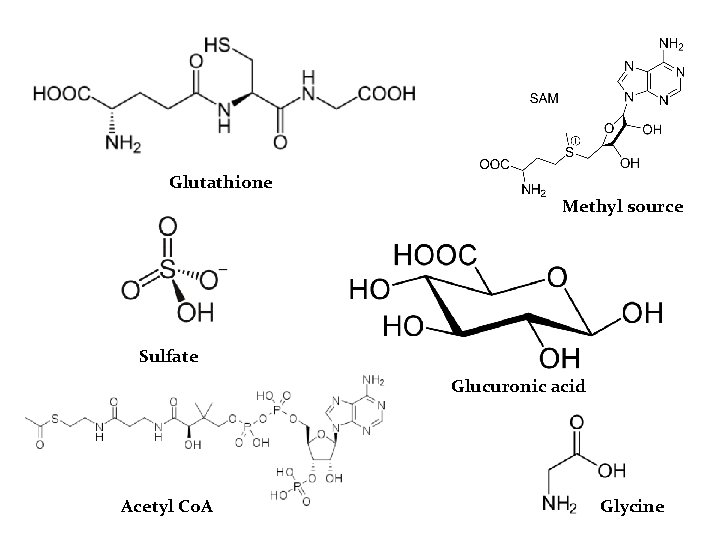 Glutathione Methyl source Sulfate Glucuronic acid Acetyl Co. A Glycine 