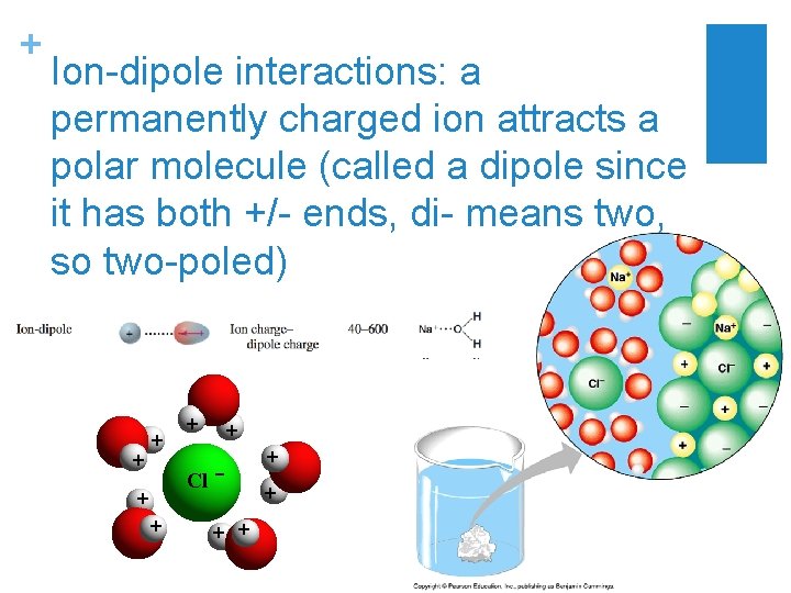 + Ion-dipole interactions: a permanently charged ion attracts a polar molecule (called a dipole