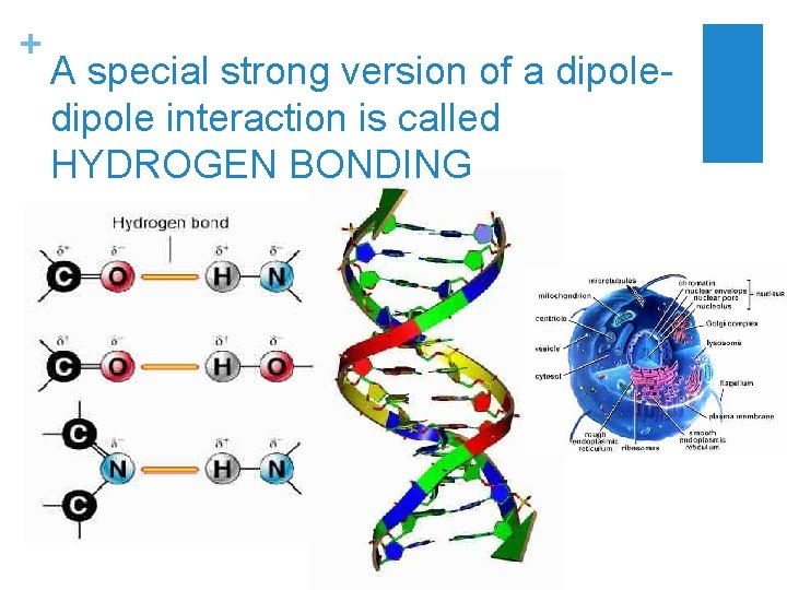 + A special strong version of a dipole interaction is called HYDROGEN BONDING 