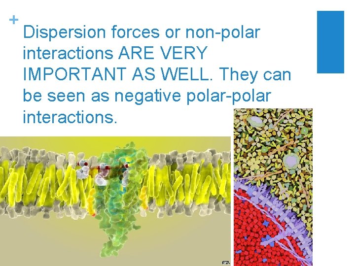 + Dispersion forces or non-polar interactions ARE VERY IMPORTANT AS WELL. They can be