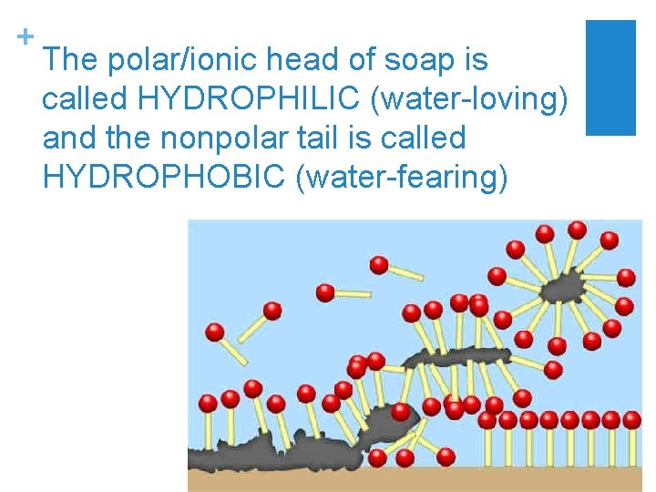 + The polar/ionic head of soap is called HYDROPHILIC (water-loving) and the nonpolar tail