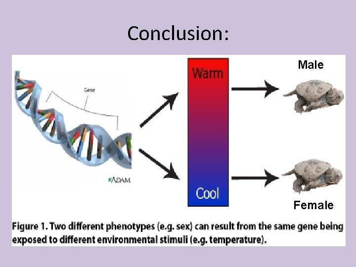 Conclusion: Male Female 