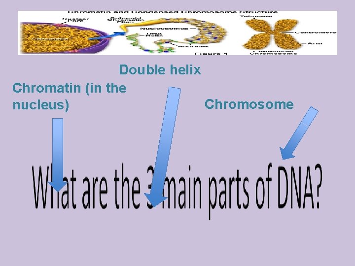 Double helix Chromatin (in the Chromosome nucleus) 