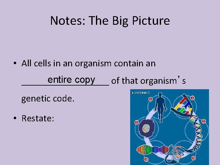 Notes: The Big Picture • All cells in an organism contain an entire copy