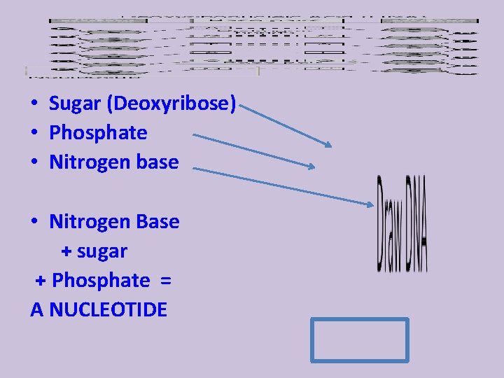  • Sugar (Deoxyribose) • Phosphate • Nitrogen base • Nitrogen Base + sugar