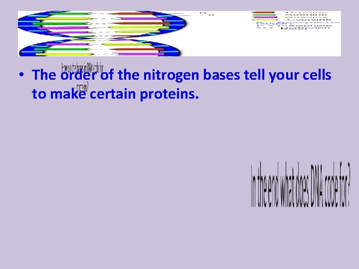  • The order of the nitrogen bases tell your cells to make certain