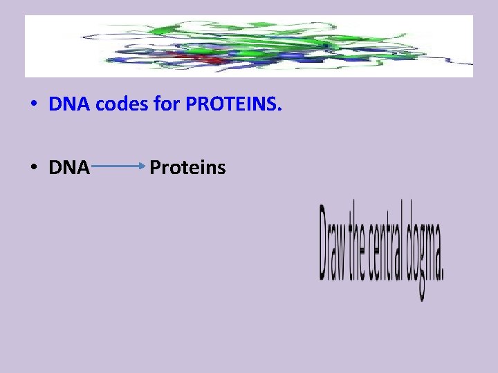  • DNA codes for PROTEINS. • DNA Proteins 