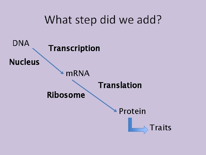 DNA Nucleus Transcription m. RNA Ribosome Translation Protein Traits 