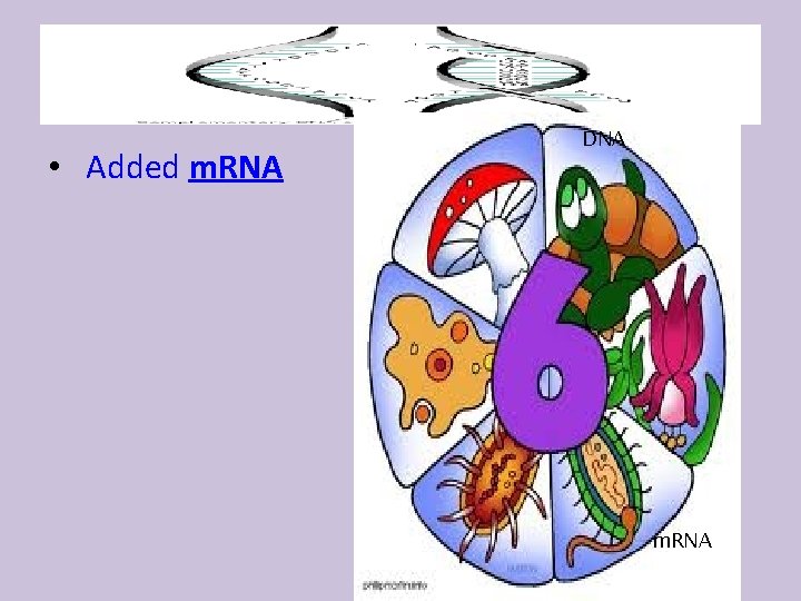  • Added m. RNA DNA m. RNA 