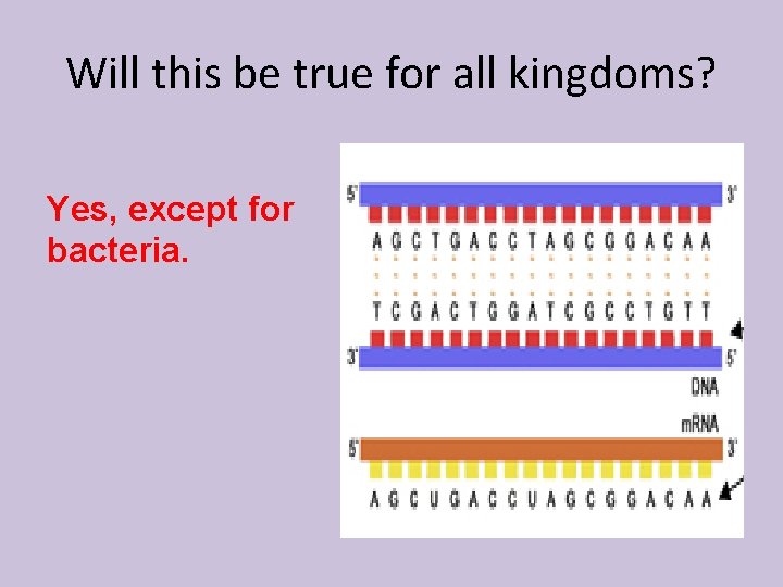 Will this be true for all kingdoms? Yes, except for bacteria. 