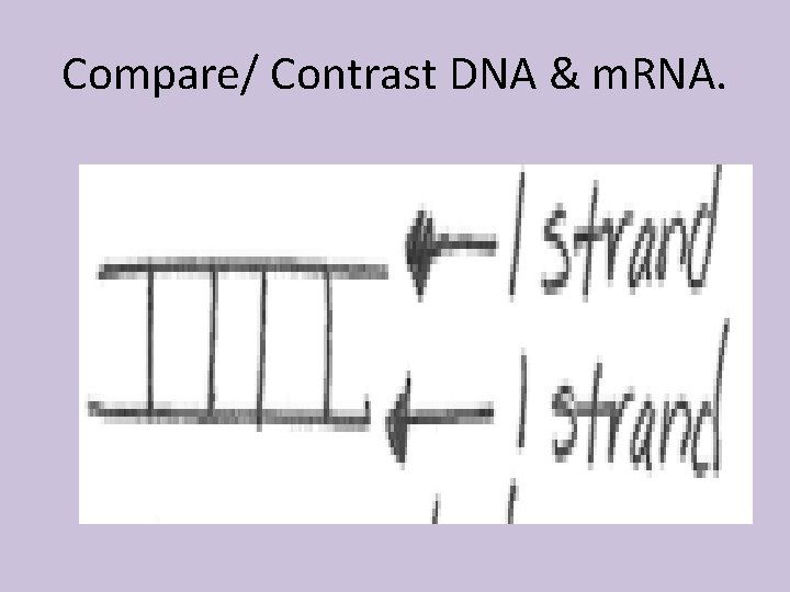Compare/ Contrast DNA & m. RNA. 