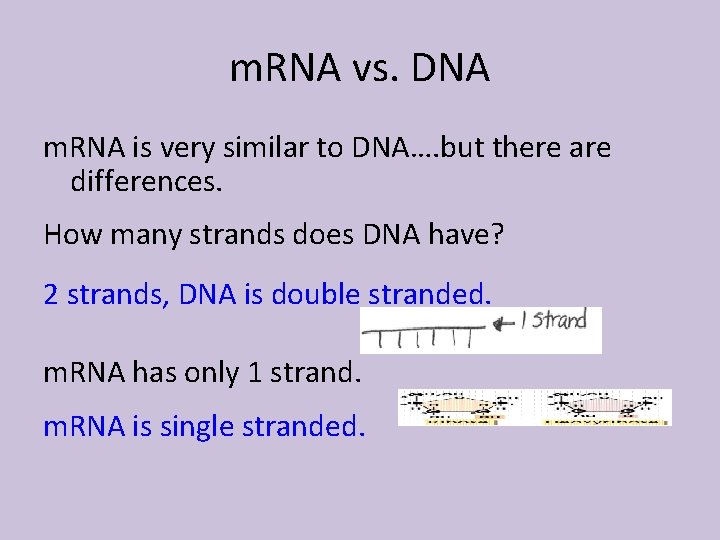 m. RNA vs. DNA m. RNA is very similar to DNA…. but there are