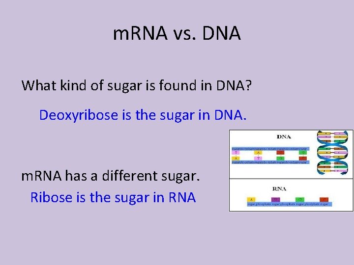 m. RNA vs. DNA What kind of sugar is found in DNA? Deoxyribose is
