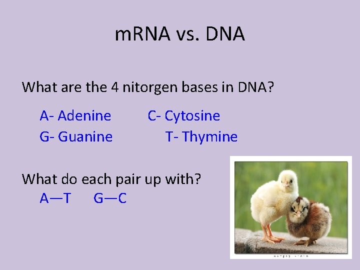 m. RNA vs. DNA What are the 4 nitorgen bases in DNA? A- Adenine