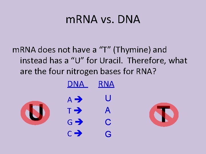 m. RNA vs. DNA m. RNA does not have a “T” (Thymine) and instead
