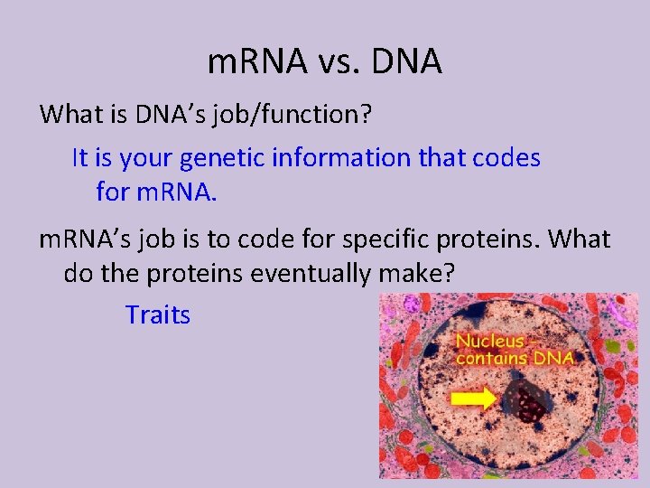 m. RNA vs. DNA What is DNA’s job/function? It is your genetic information that