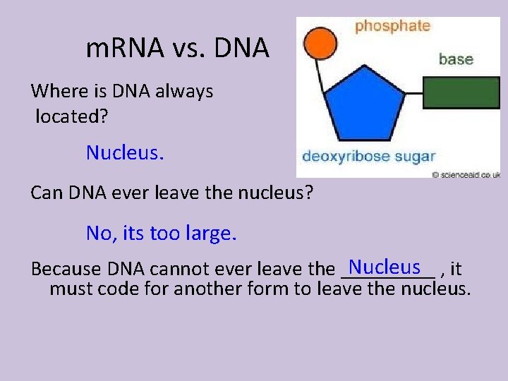 m. RNA vs. DNA Where is DNA always located? Nucleus. Can DNA ever leave