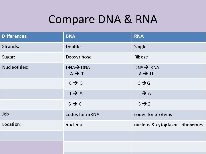 Compare DNA & RNA Differences: DNA RNA Strands: Double Single Sugar: Deoxyribose Ribose Nucleotides: