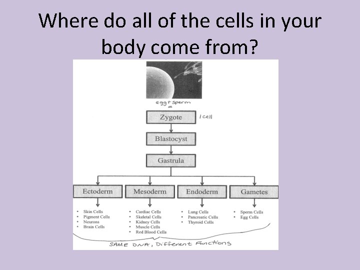 Where do all of the cells in your body come from? 