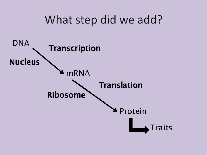 DNA Nucleus Transcription m. RNA Ribosome Translation Protein Traits 