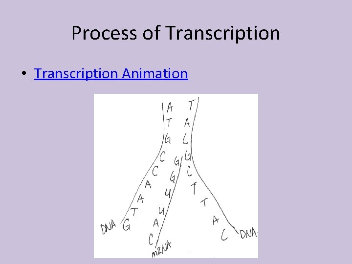 Process of Transcription • Transcription Animation 