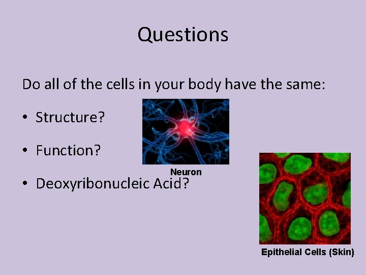 Questions Do all of the cells in your body have the same: • Structure?
