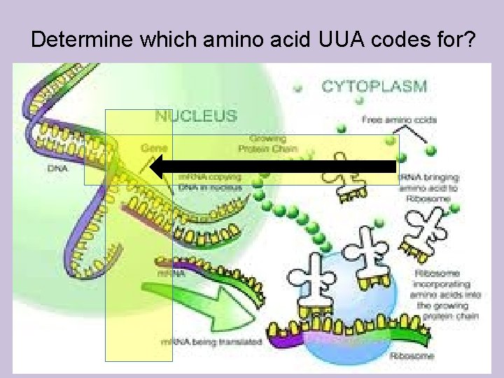 Determine which amino acid UUA codes for? 