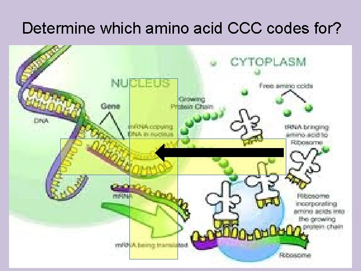 Determine which amino acid CCC codes for? 