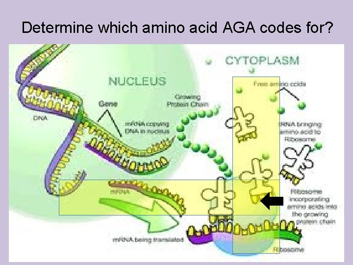 Determine which amino acid AGA codes for? 