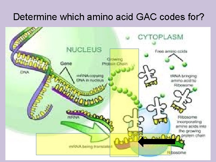 Determine which amino acid GAC codes for? 