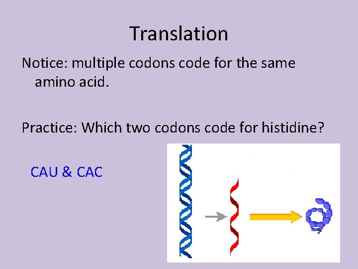 Translation Notice: multiple codons code for the same amino acid. Practice: Which two codons