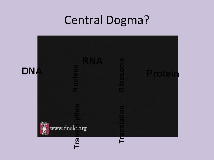 Ribosome RNA Translation Nucleus DNA Transcription Central Dogma? Protein 