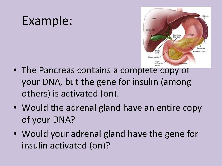 Example: • The Pancreas contains a complete copy of your DNA, but the gene
