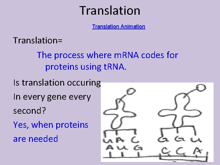 Translation Animation Translation= The process where m. RNA codes for proteins using t. RNA.