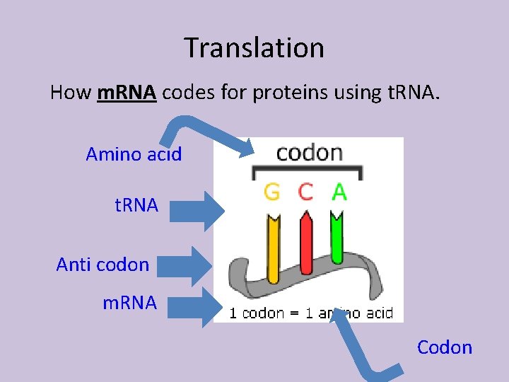 Translation How m. RNA codes for proteins using t. RNA. Amino acid t. RNA