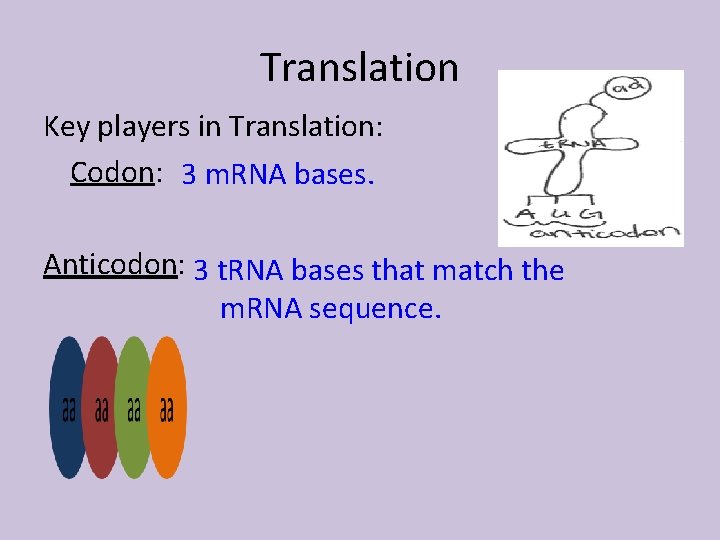 Translation Key players in Translation: Codon: 3 m. RNA bases. Anticodon: 3 t. RNA
