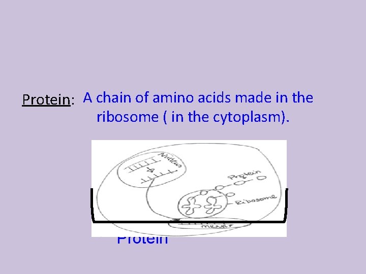 Protein: A chain of amino acids made in the ribosome ( in the cytoplasm).