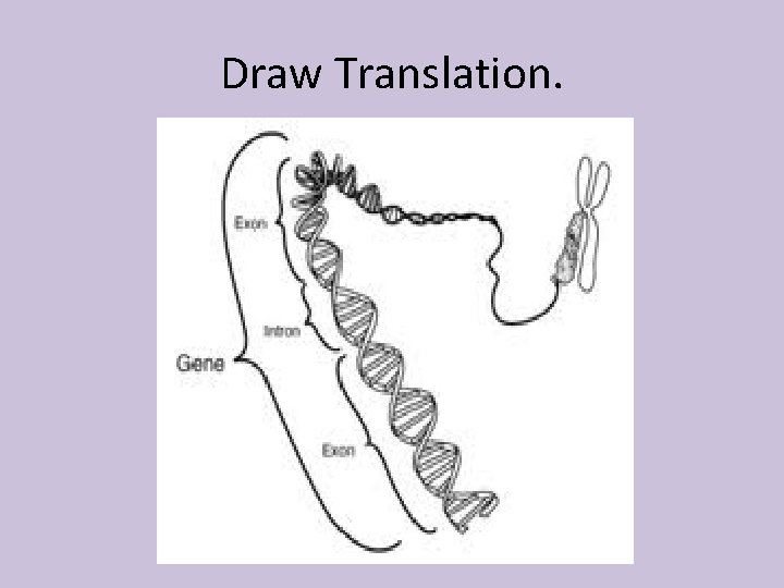 Draw Translation. 