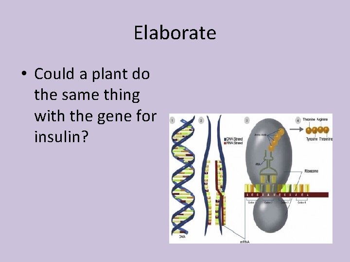 Elaborate • Could a plant do the same thing with the gene for insulin?