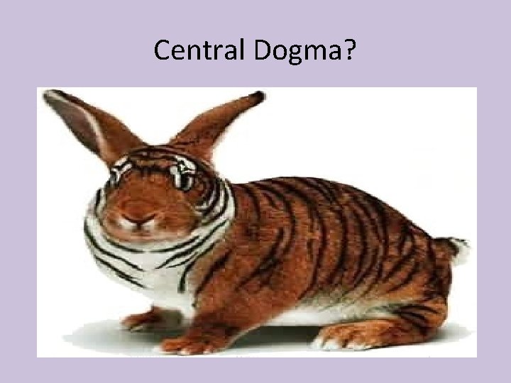 Central Dogma? 