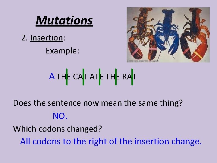 Mutations 2. Insertion: Example: A THE CAT ATE THE RAT Does the sentence now
