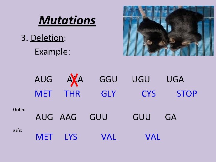 Mutations 3. Deletion: Example: AUG MET Order: aa’s: ACA THR AUG AAG MET LYS